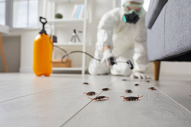 Commercial Rodent Management in Pine Mountain Lake